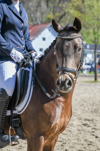 海星体育 - 全球体育赛事直播与分析平台